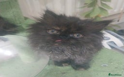 Persian cats for sale: Gorgeous Persian Kitten - Image 5