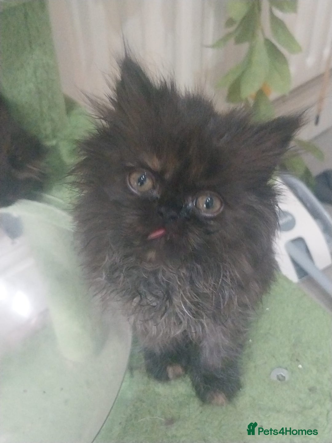 Persian cats for sale: Gorgeous Persian Kitten - Image 5
