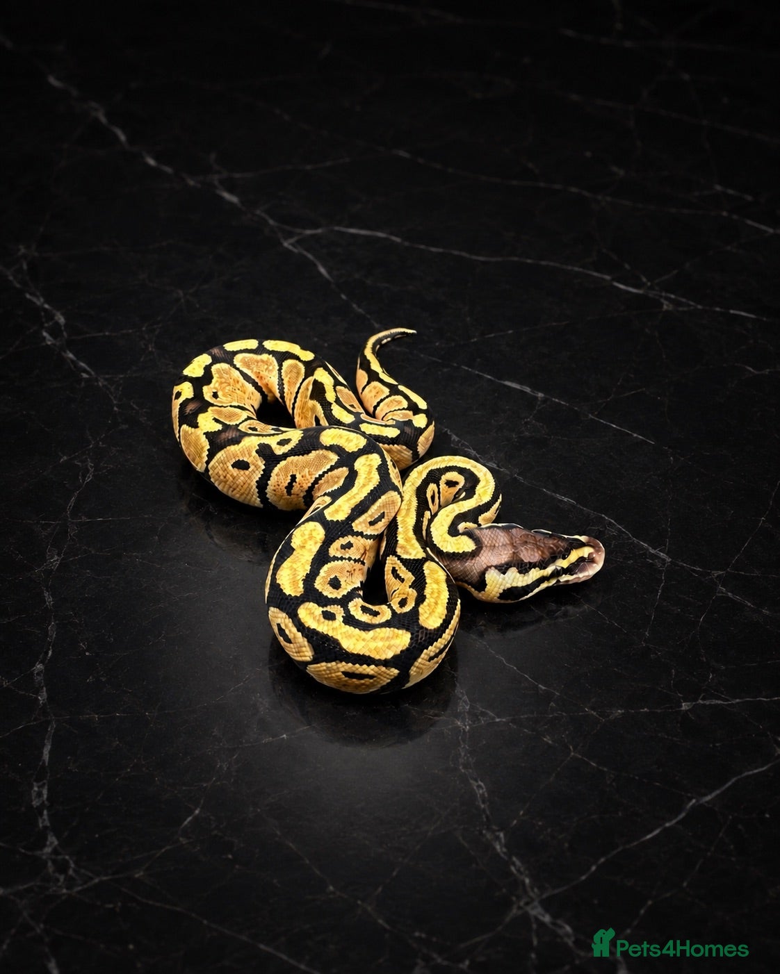 Python Snake reptiles Stunning Baby Ball Pythons!  - Advert 2