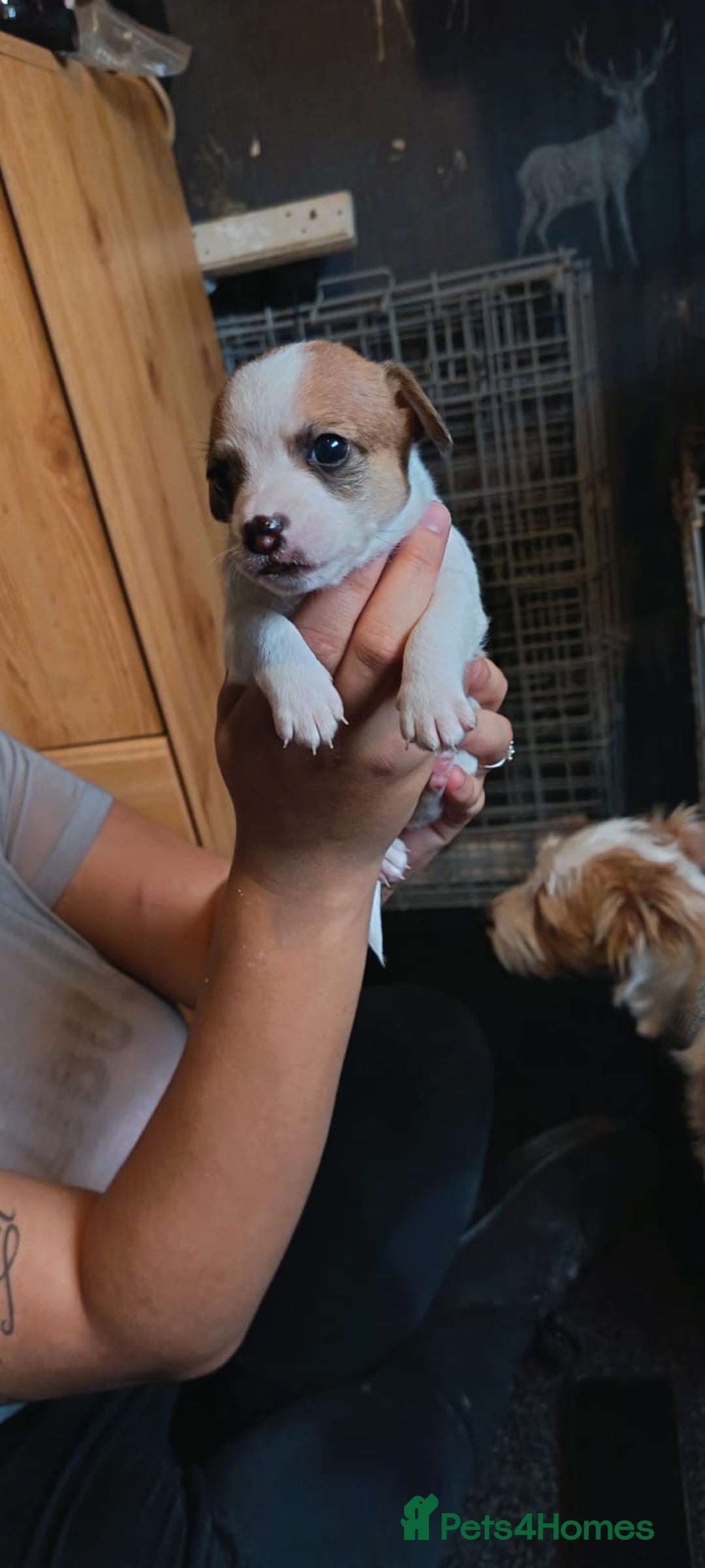 Mixed Breed dogs for sale: Jack Russell x dash x Chihuahua - Image 6