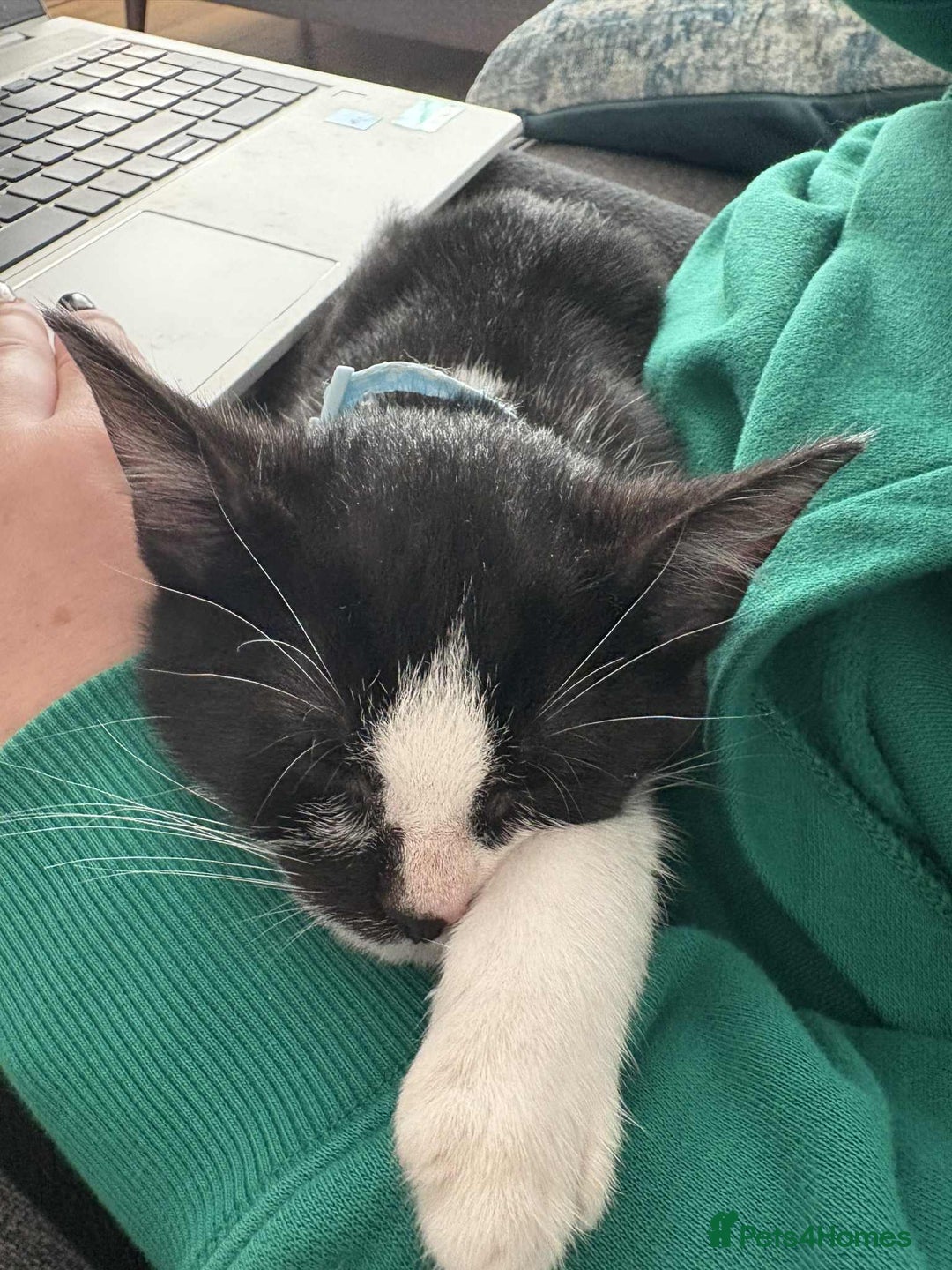 Mixed Breed cats for sale: Loving cats needs a new home - Advert 2