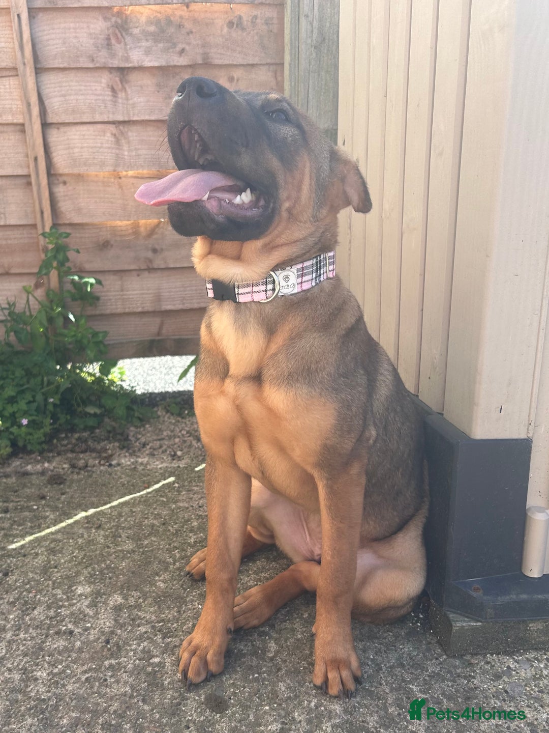 Mixed Breed dogs for sale: Rehoming male and female - Image 5