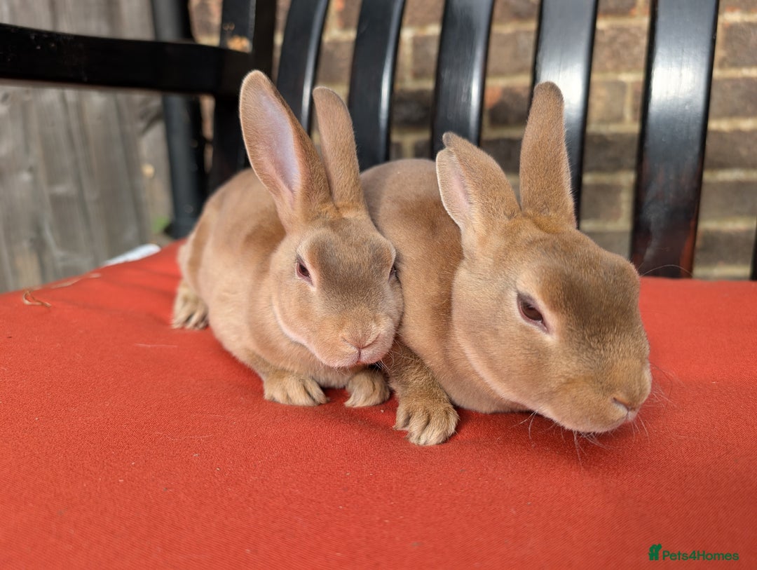 Rex rabbits for sale: 2 beautiful Mini Rex does left - Image 7