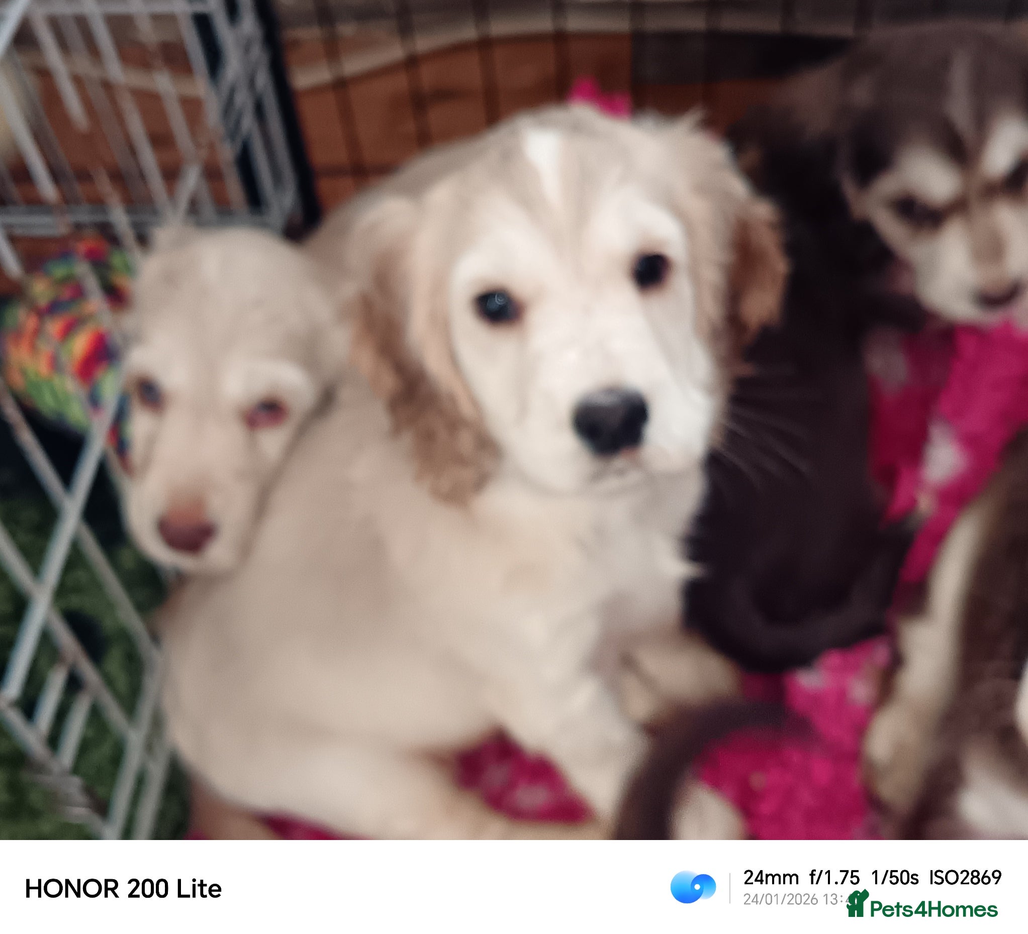 Cocker Spaniel dogs Show type Cocker Spaniel puppies - Advert 5