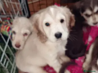 Cocker Spaniel dogs Show type Cocker Spaniel puppies - Advert 5