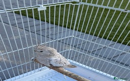Cockatiels birds for sale: Pair of cockatiels with cage  - Image 5