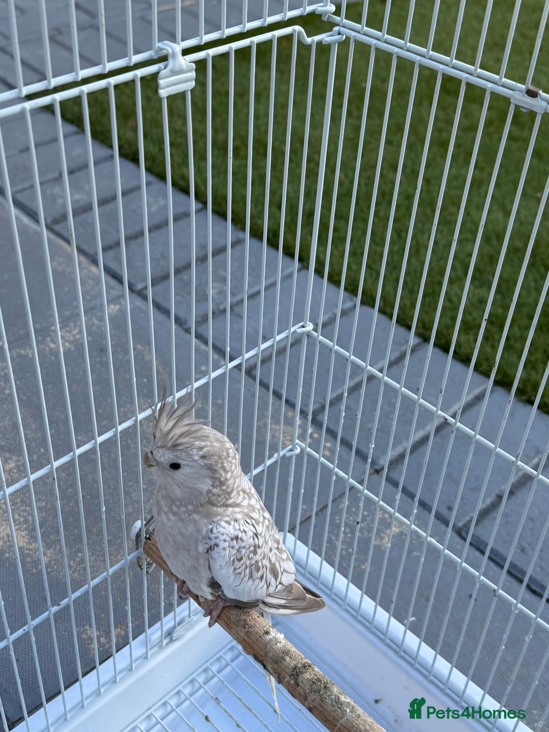 Cockatiels birds for sale: Pair of cockatiels with cage  - Image 5