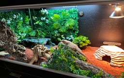 Bearded Dragon reptiles for sale: Bearded Dragon and full set up  - Image 11