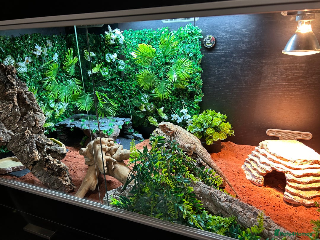Bearded Dragon reptiles for sale: Bearded Dragon and full set up  - Image 11