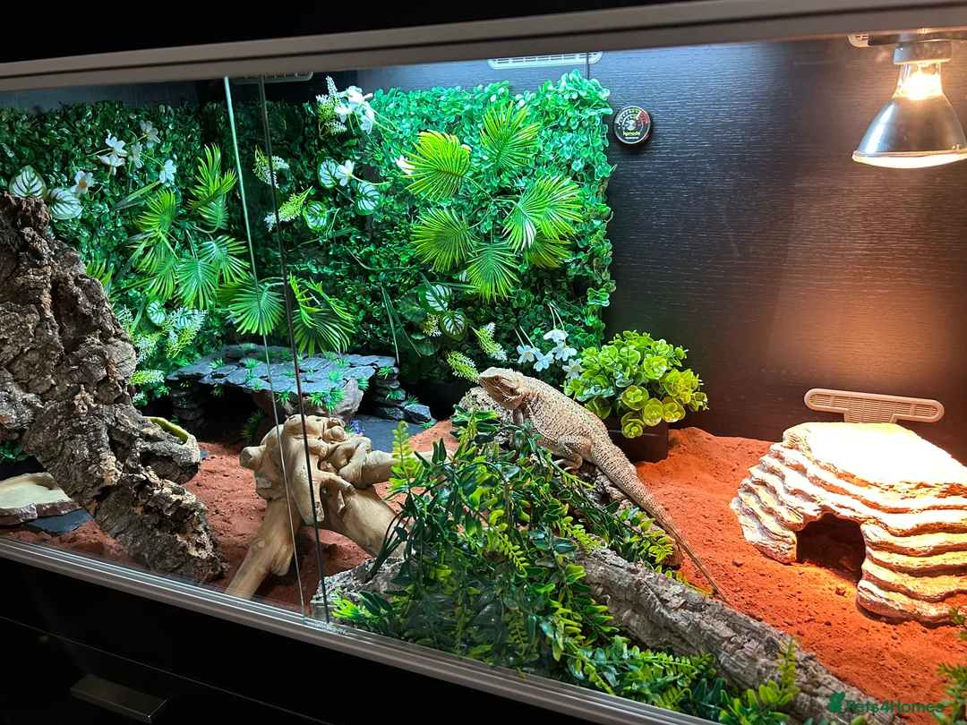 Bearded Dragon reptiles for sale: Bearded Dragon and full set up  - Advert 11