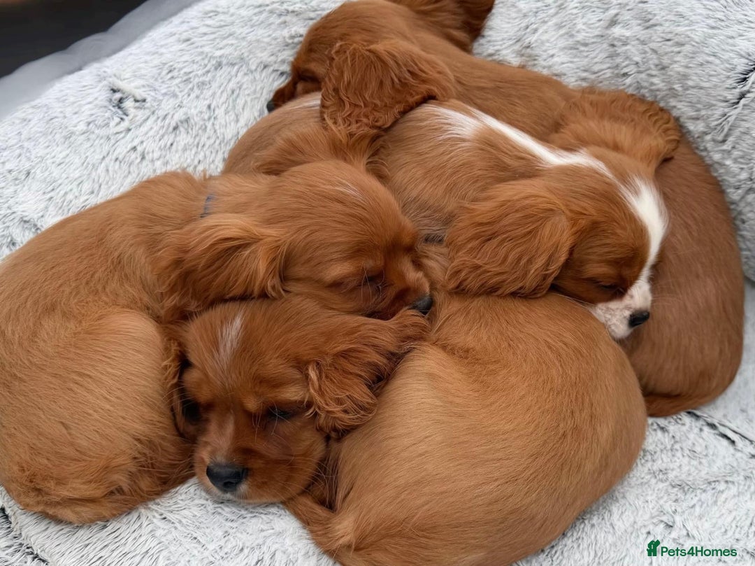 Cavalier King Charles Spaniel dogs for sale: 8 beautiful King Charles Cavalier spaniel puppies - Advert 19