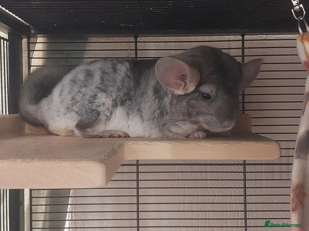 Chinchilla rodents for sale: 3 Female Chinchillas  - Advert 2