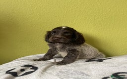 Cocker Spaniel dogs for sale: KC Show Chocolate Roan Boy! - ready 5th October!! - Image 23