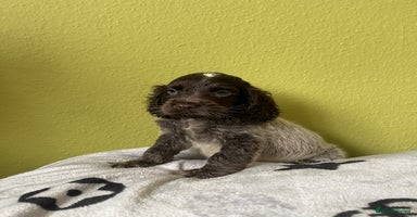 Cocker Spaniel dogs - Advert 12