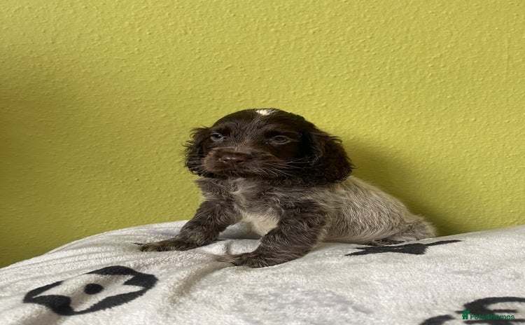 Cocker Spaniel dogs - Advert 26