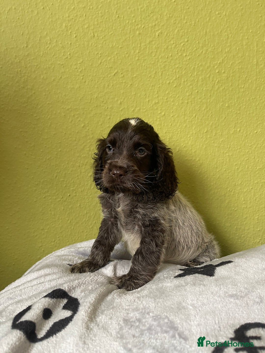 Cocker Spaniel dogs for sale: KC Show Chocolate Roan Boy! - ready 5th October!! - Image 23