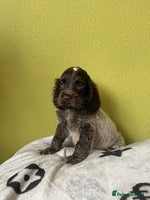 Cocker Spaniel dogs - Advert 12