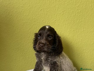 Cocker Spaniel dogs - Advert 32