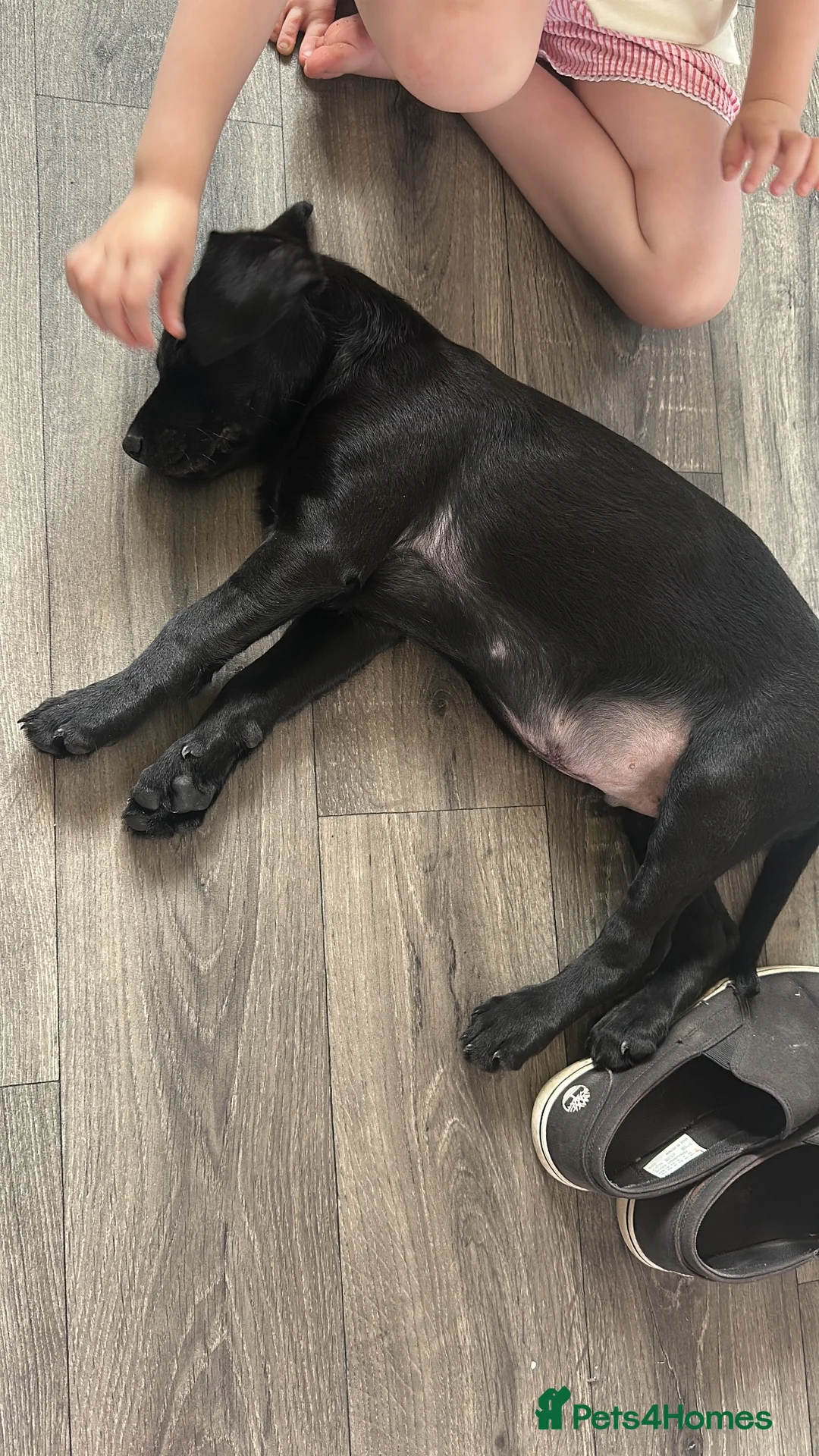 Labrador Retriever dogs for sale: 11 weeks old Black Labrador Retriever - Advert 2