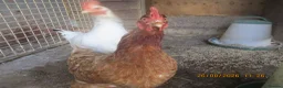 Hens poultry for sale: chicken - Advert 3