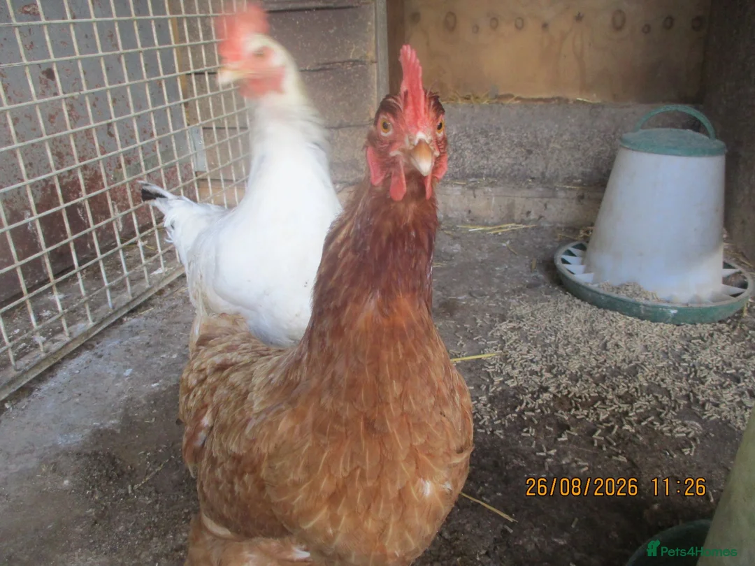 Hens poultry for sale: chicken - Advert 3
