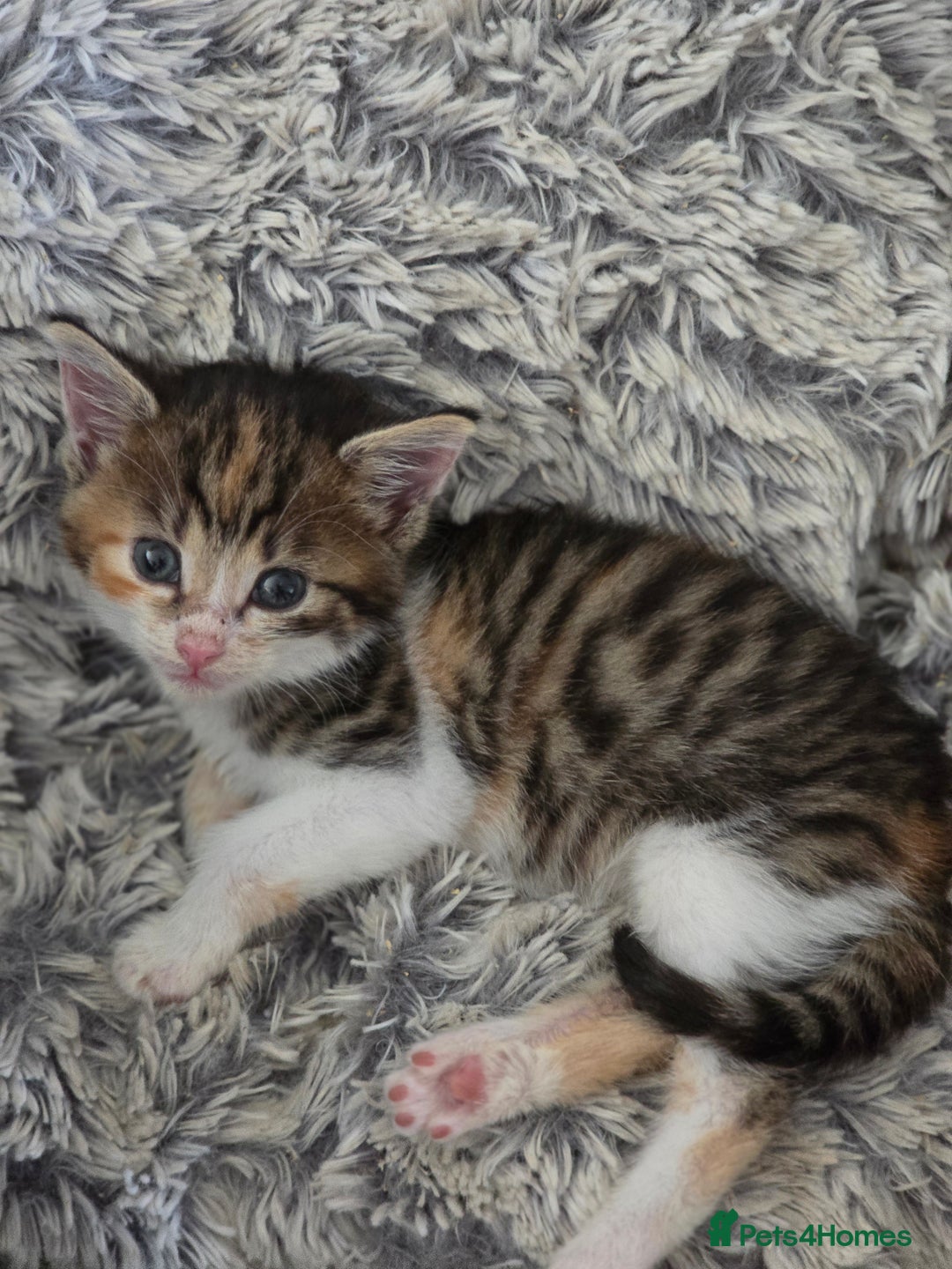 Domestic Shorthair cats for sale: Beautiful Girl Kitten ready to leave - Image 9