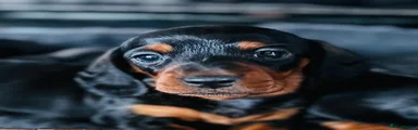 Miniature Dachshund 2