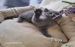 British Shorthair cats for sale: Beautifully british shorthair  kittens ready to go - Image 12