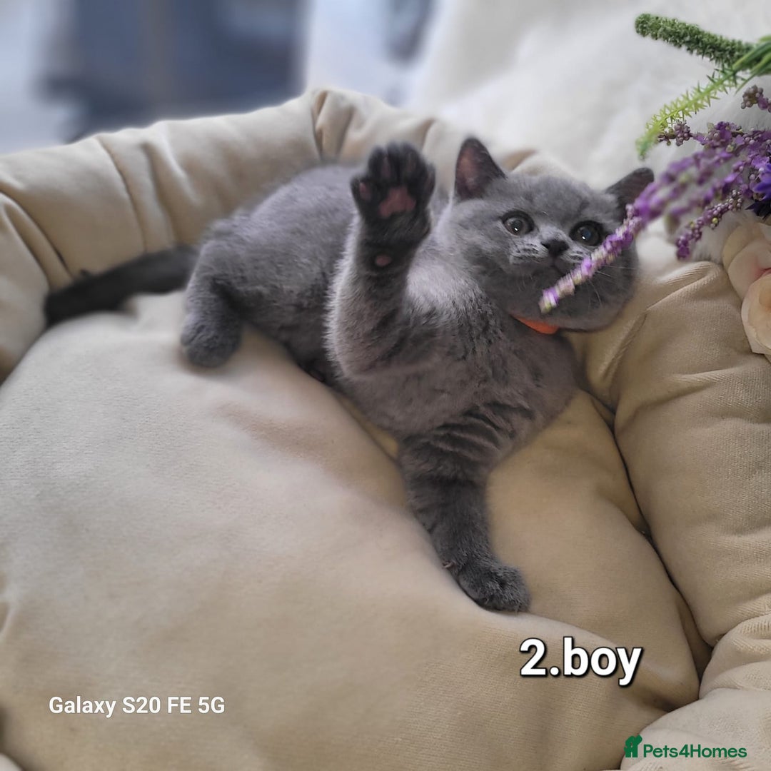 British Shorthair cats for sale: Beautifully british shorthair  kittens ready to go - Image 12
