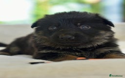 German Shepherd dogs for sale: 5 Generation KC - straight backed GSD puppies  - Image 15