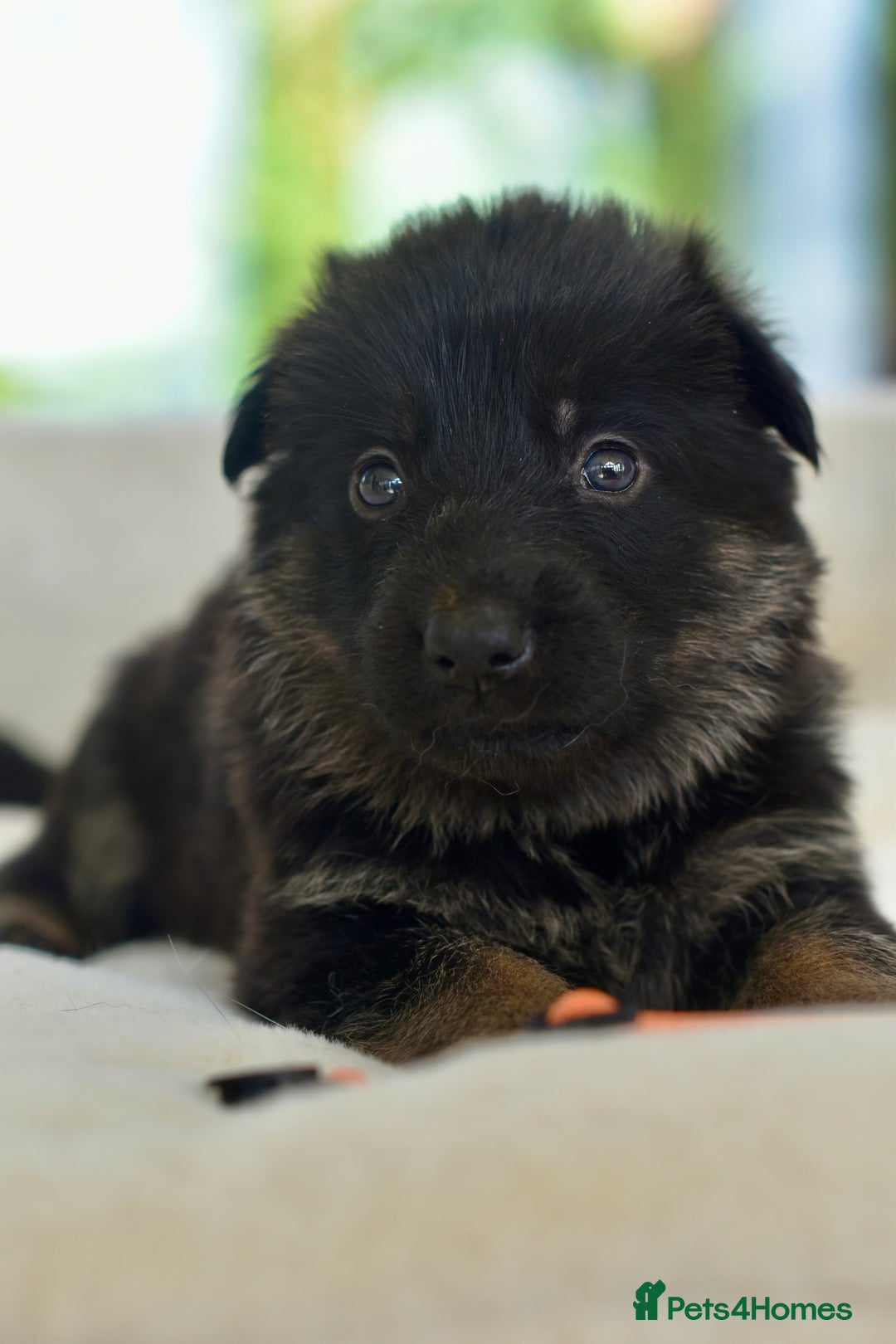 German Shepherd dogs for sale: 5 Generation KC - straight backed GSD puppies  - Image 15