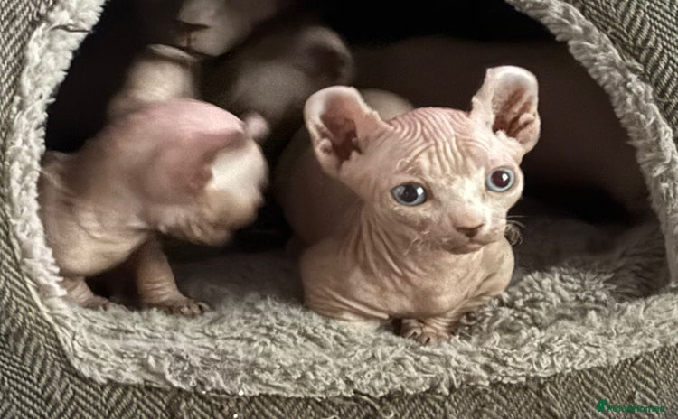 Sphynx cats - Advert 1