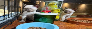 Siamese Kitten 4