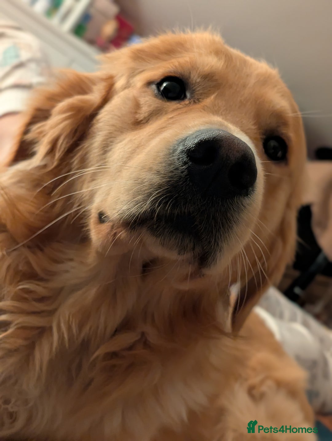 Golden Retriever dogs for stud: Fully Health Tested KC Golden Retriever in Saltcoats - Advert 9