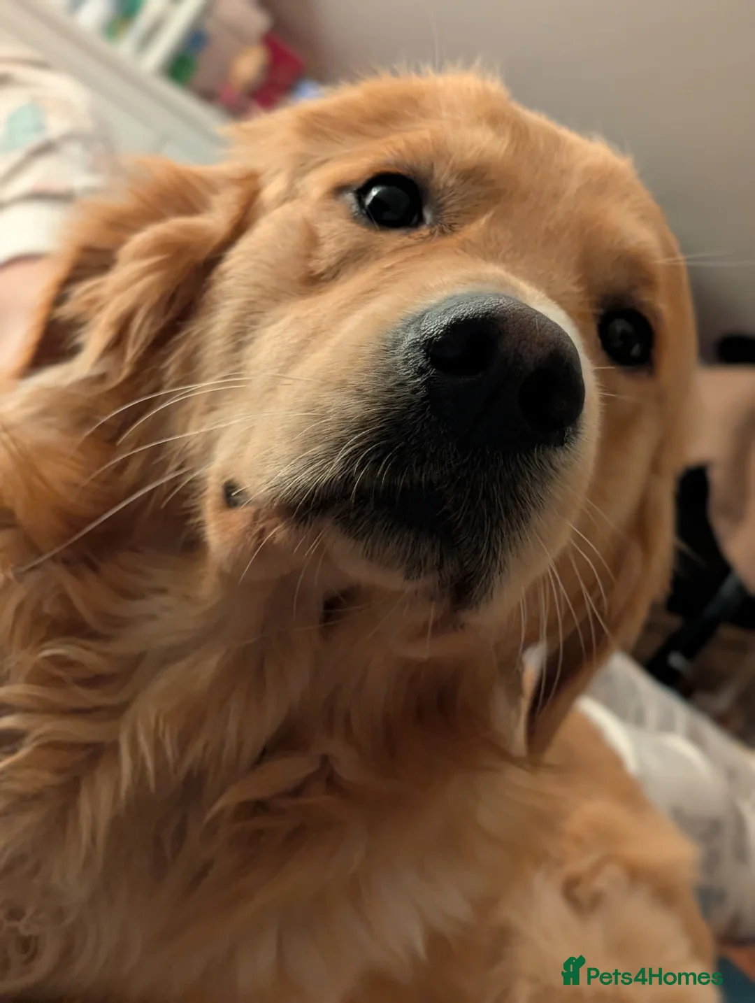 Golden Retriever dogs for stud: Proven - Fully Health Tested KC Golden Retriever in Saltcoats - Advert 9