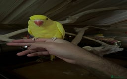 Ringnecks birds for sale: Baby Lutino ringneck parrot talking parrot  - Image 3