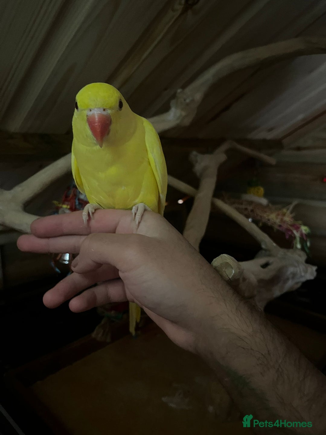 Ringnecks birds for sale: Baby Lutino ringneck parrot talking parrot  - Image 3