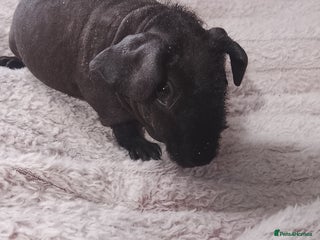 Guinea Pig rodents Skinny pig and carriers - Advert 14