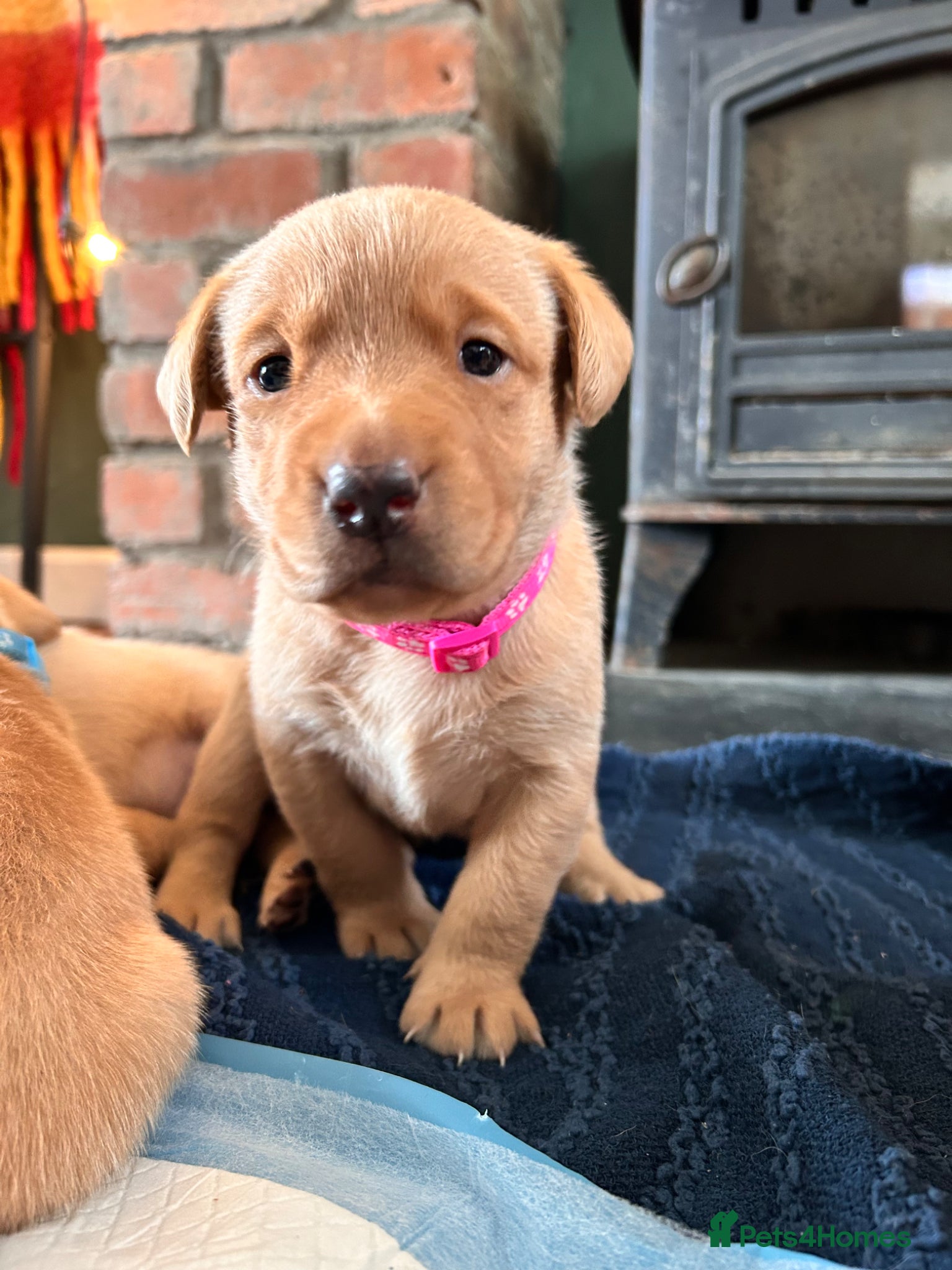 Labrador Retriever dogs for sale: KC Registered Rex Fox Labrador Puppies in Brecon - Advert 10
