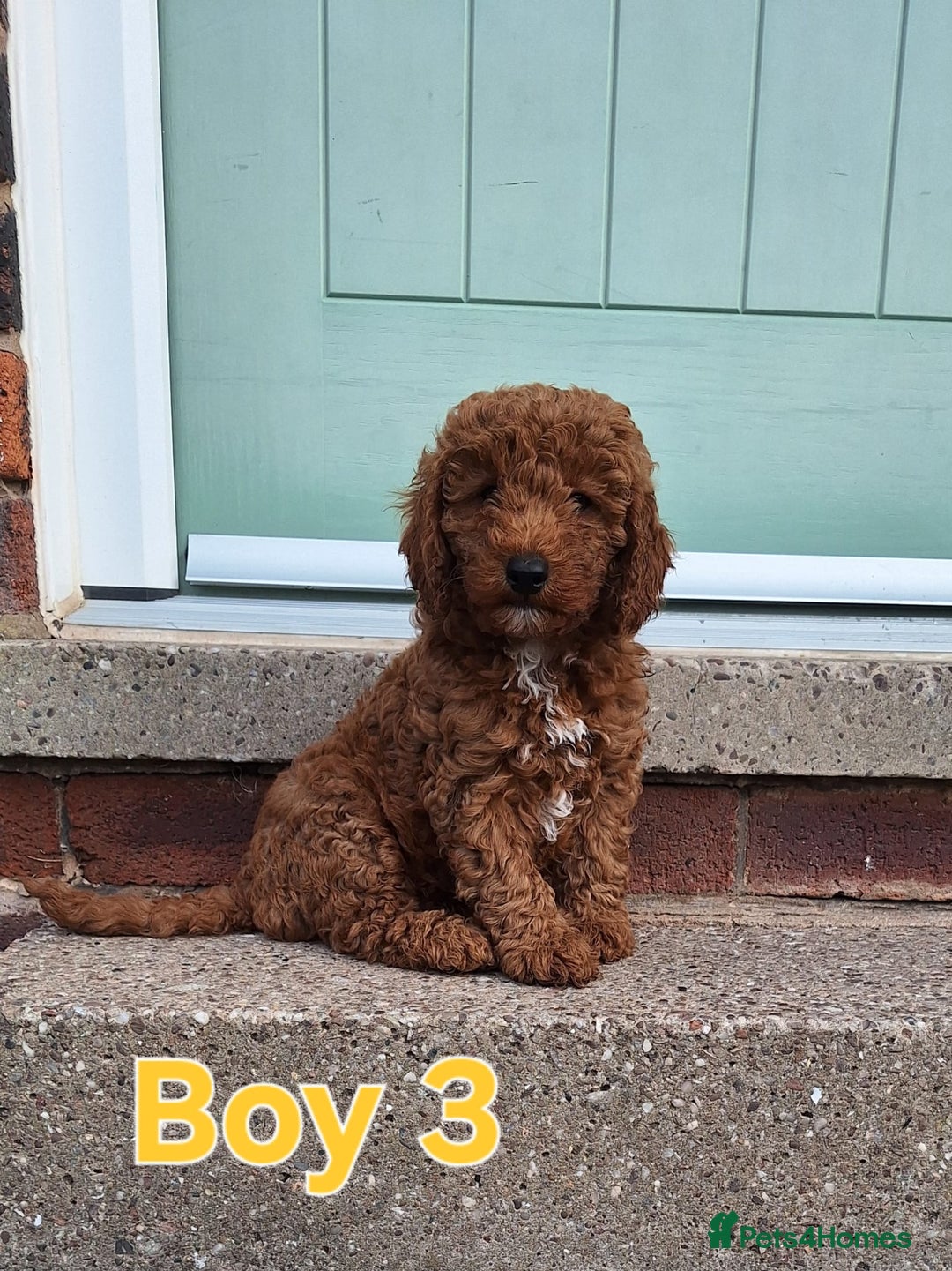 Cockapoo dogs for sale: READY NOW: 2x F1b curly red cockapoo boys - Image 5