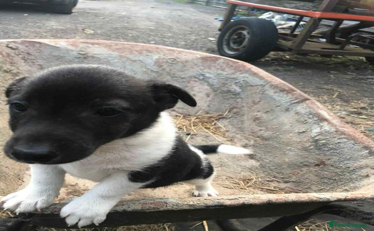 Jack Russell dogs - Advert 5