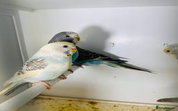 Budgerigars birds for sale: Stunning baby rainbow/pied budgies  in Luton - Image 22