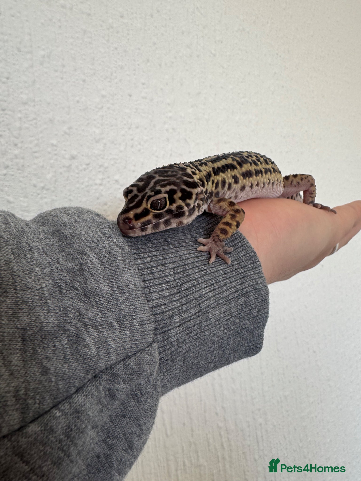 Leopard Gecko reptiles Mack snow leopard geko and full set up  - Advert 1