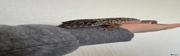 Leopard Gecko reptiles for sale: Mack snow leopard geko and full set up  in Nottingham - Advert 1