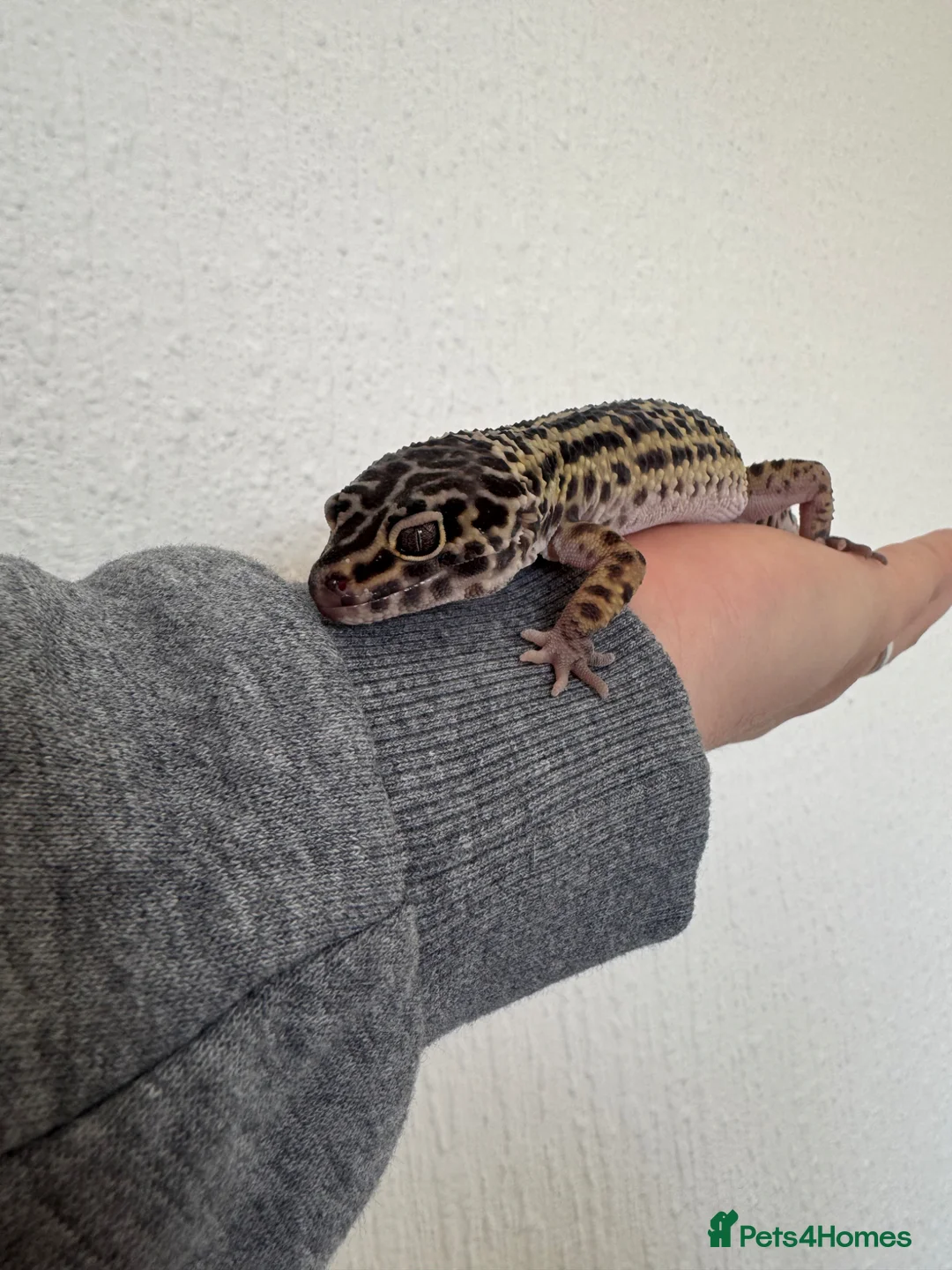 Leopard Gecko reptiles for sale: Mack snow leopard geko and full set up  in Nottingham - Advert 1