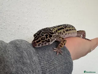 Leopard Gecko reptiles Mack snow leopard geko and full set up - Advert 1