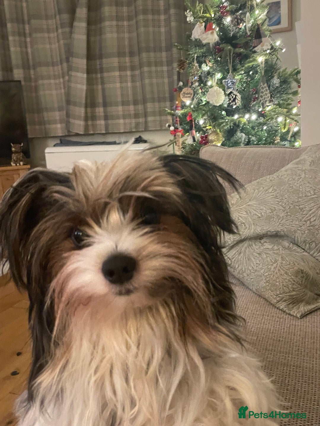 Biewer Terrier dogs for stud: Biewer terrier stud - Advert 5