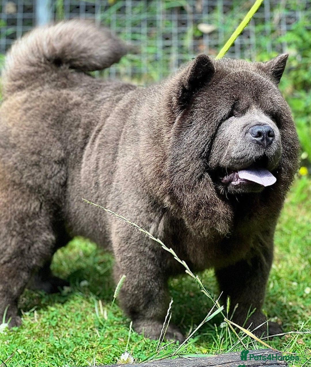 Mixed Breed dogs for sale: 🐾 Chow Chow x Japanese Chin CHINCHOWS 🐾 - Advert 19