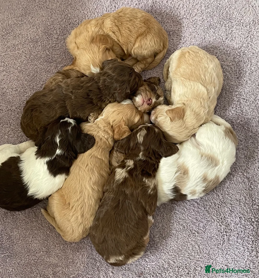 Cockapoo dogs for sale: Beautiful F1 Cockapoo Puppies in Peterborough - Advert 2