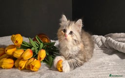 Siberian cats for sale: Siberian kittens Waiting list FIFe registrered - Image 10